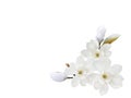 White Magnolia  Flower Blooming Isolated On White Background.