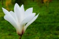 White magnolia flower blossoms in spring on green grass background Royalty Free Stock Photo