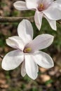 White Magnolia flower