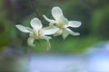 White magnolia flower on branch Royalty Free Stock Photo