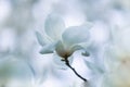 White magnolia flower on branch Royalty Free Stock Photo