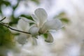 White magnolia flower on branch Royalty Free Stock Photo