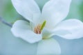 White magnolia flower on branch Royalty Free Stock Photo