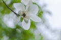 White magnolia flower on branch Royalty Free Stock Photo