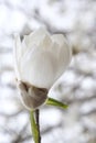 White magnolia flower bud on a branch Royalty Free Stock Photo