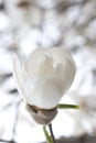 White magnolia flower bud on a branch Royalty Free Stock Photo