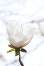 White magnolia flower bud on a branch Royalty Free Stock Photo