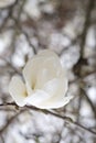 White magnolia flower bud on a branch Royalty Free Stock Photo