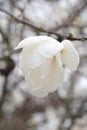 White magnolia flower bud on a branch Royalty Free Stock Photo