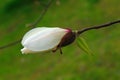 White magnolia flower bud on a green blurred background. Springtime Royalty Free Stock Photo