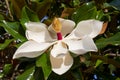 White magnolia flower closeup Royalty Free Stock Photo