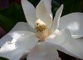 Magnolia tree flower closeup natural light and shadows Royalty Free Stock Photo