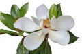 White magnolia flower, closeup photo, isolated on whita background.