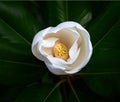 White magnolia flower closeup with stamens and carpels against a dark green background