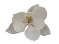 White Magnolia flower front view isolated Royalty Free Stock Photo