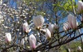 White magnolia flower at the garden background Royalty Free Stock Photo