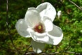 White magnolia flower