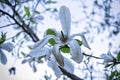 White magnolia flower