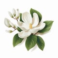 Realistic Magnolia Flower Illustration With Green Leaves