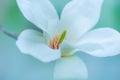 White magnolia flower hang on branch Royalty Free Stock Photo