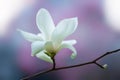 White magnolia flower hang on branch Royalty Free Stock Photo