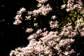 White magnolia flower illuminated by the setting sun.