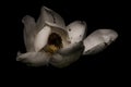 White magnolia flower with imperfections