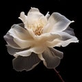 White magnolia flower isolated on black background. Flowering flowers, a symbol of spring, new life Royalty Free Stock Photo