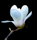 White magnolia flower isolated on black background Royalty Free Stock Photo