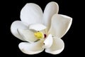 White Magnolia Flower Isolated on Black