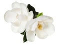White Magnolia Flower Magnolias Floral Tree Royalty Free Stock Photo