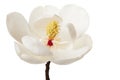 White Magnolia Flower Magnolias Floral Tree Royalty Free Stock Photo