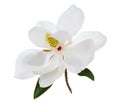 White Magnolia Flower Magnolias Flower