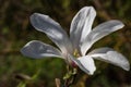 White magnolia flower in penumbra and green mottled background