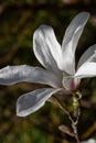 White magnolia flower in penumbra and green mottled background. Vertical photo