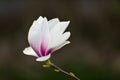 White magnolia flower during spring at a dark background