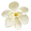 White Magnolia Flower Top View Isolated Royalty Free Stock Photo