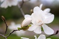 White magnolia flower on a tree branch in spring. Soft focus. Royalty Free Stock Photo