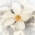 White magnolia Royalty Free Stock Photo