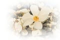 White magnolia Royalty Free Stock Photo