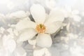 White magnolia Royalty Free Stock Photo