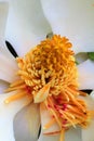 White magnolia flower yellow stamen study