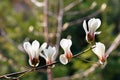 White magnolia flowers begin to bloom in the spring garden