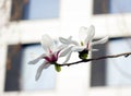 White magnolia flowers bloom in April in front of the business building. Royalty Free Stock Photo