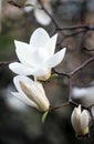 White magnolia flowers are blooming on the branches. Royalty Free Stock Photo