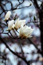 White magnolia flowers are blooming on the branches. Royalty Free Stock Photo