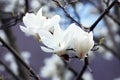 White magnolia flowers are blooming on the branches. Royalty Free Stock Photo