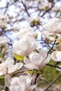 White magnolia flowers. Flower bud on a tree branch in the garden. Royalty Free Stock Photo