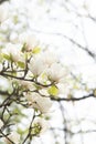 White magnolia flowers. Flower bud on a tree branch in the garden. Royalty Free Stock Photo