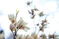 White Magnolia flowers in full bloom. Beautiful creamy magnolia Royalty Free Stock Photo